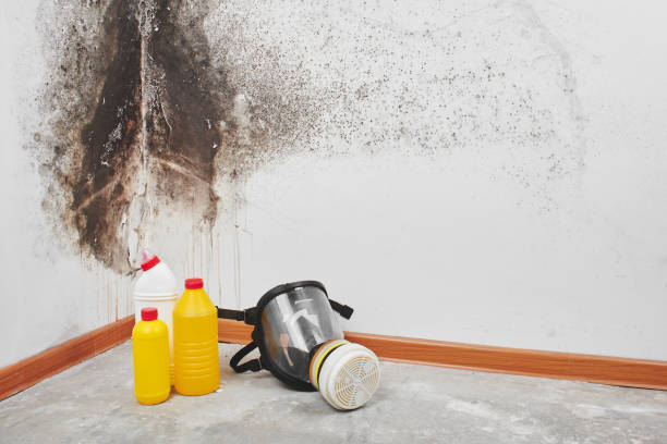 Reliable Roscoe, TX Mold Removal Solutions