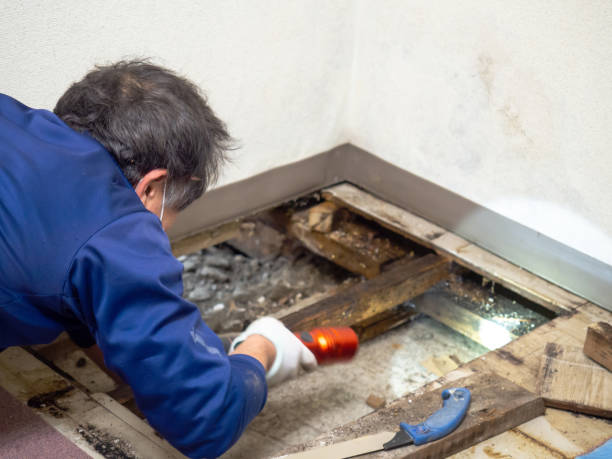 Best Same-Day Mold Removal  in Roscoe, TX