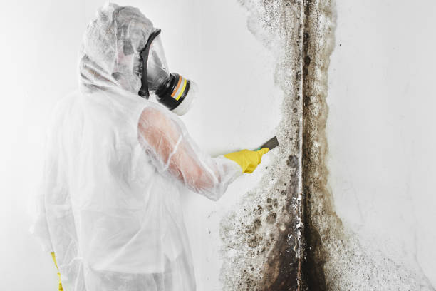 Attic Mold Removal in Roscoe, TX