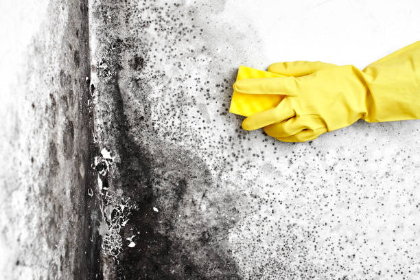 Best Mold Remediation Experts  in Roscoe, TX