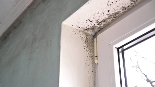Best Toxic Mold Removal  in Roscoe, TX
