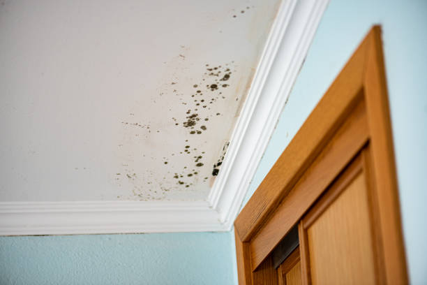 Best Professional Mold Removal  in Roscoe, TX