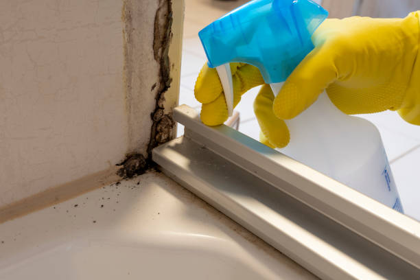 Best Mold Testing  in Roscoe, TX