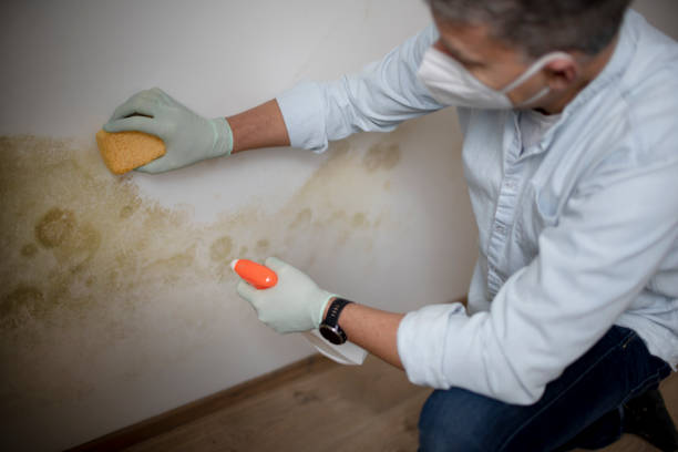 Best Mold Removal Near Me  in Roscoe, TX