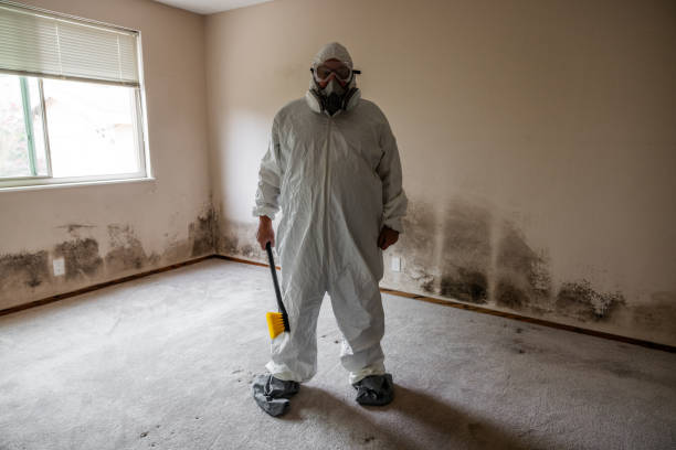 Mold Removal Process in Roscoe, TX