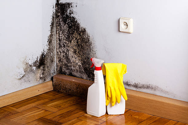 Mold Removal and Inspection in Roscoe, TX