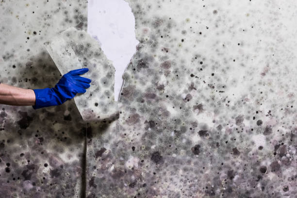 Best Home Mold Removal  in Roscoe, TX