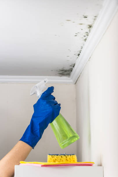 Best Affordable Mold Removal  in Roscoe, TX