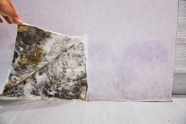 Best Mold Removal Company Near Me  in Roscoe, TX